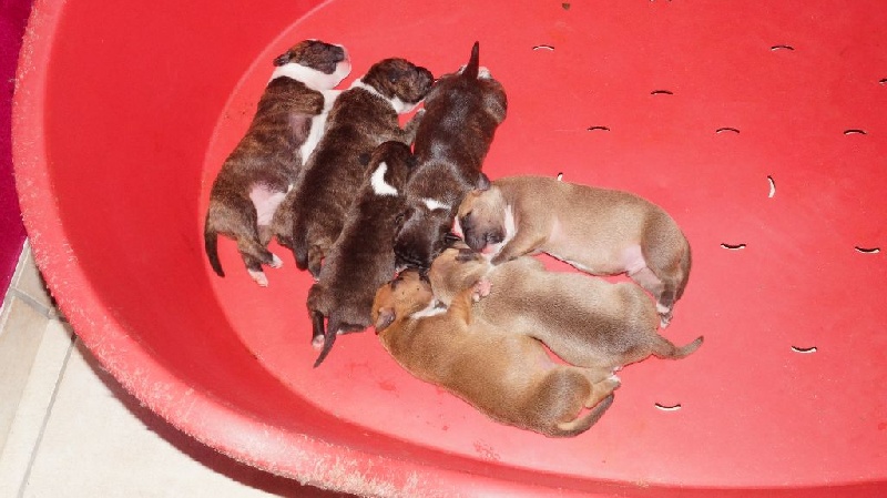 chiot American Staffordshire Terrier Pascal Family's
